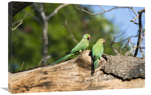 Global Gallery GCS-453652-2030-142 20 x 30 in. Rose-Ringed Parakeet Pa