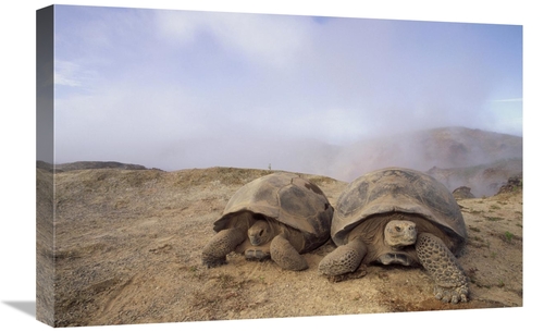 Global Gallery GCS-451322-1624-142 16 x 24 in. Galapagos Giant Tortois
