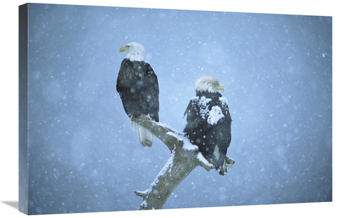 Global Gallery GCS-398305-2030-142 20 x 30 in. Bald Eagles Perched on 