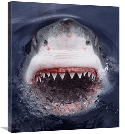 Global Gallery GCS-397965-30-142 30 in. Great White Shark At Surface&#