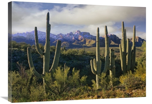 Global Gallery GCS-396350-2432-142 24 x 32 in. Saguaro Cacti & Santa C