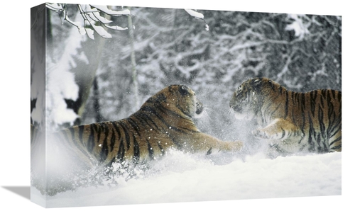 Global Gallery GCS-452329-1218-142 12 x 18 in. Siberian Tiger Pair Pla