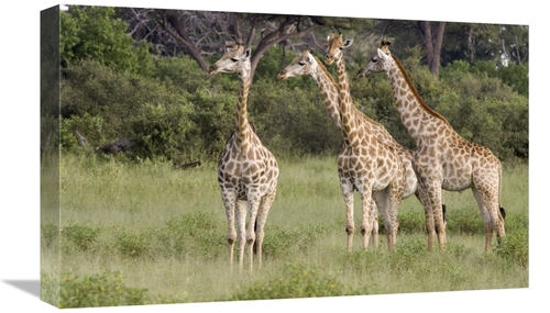 Global Gallery GCS-395399-22-142 22 in. Giraffe Group, Linyanti Ri