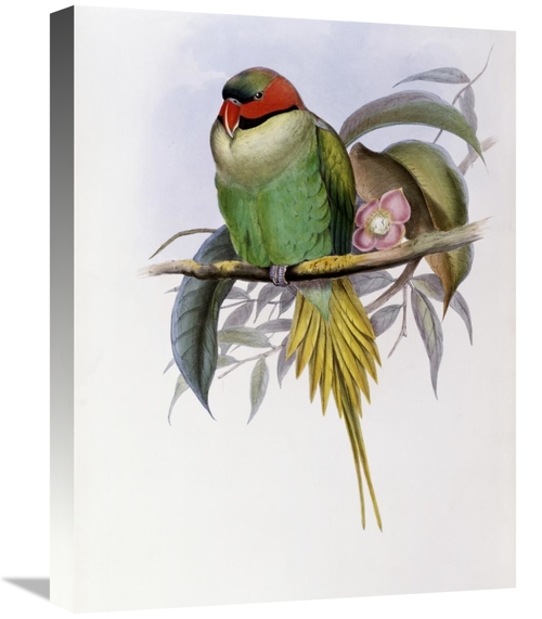 Global Gallery GCS-277745-22-142 22 in. Bonapartes Parakeet Art Print 