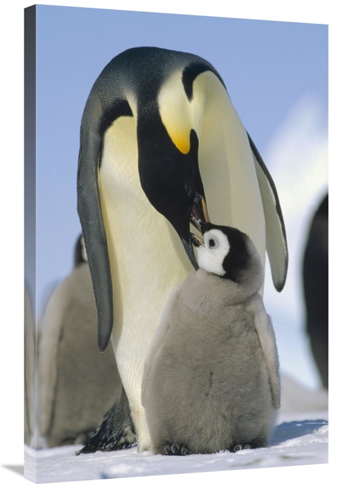 Global Gallery GCS-452377-2436-142 24 x 36 in. Emperor Penguin Parent 