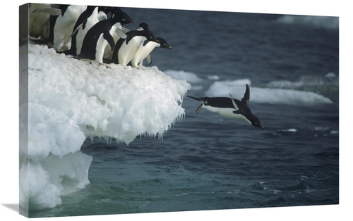 Global Gallery GCS-451720-2030-142 20 x 30 in. Adelie Penguin Leaping 