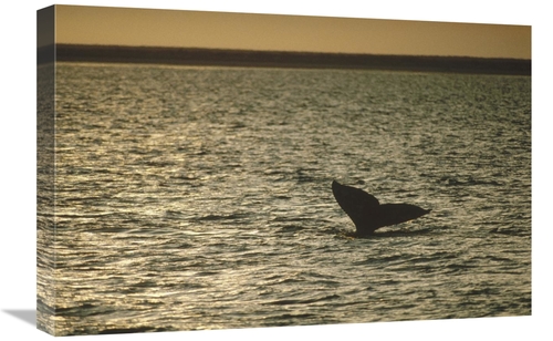 Global Gallery GCS-450589-1624-142 16 x 24 in. Gray Whale Tail At Suns