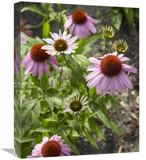 Global Gallery GCS-398332-1620-142 16 x 20 in. Coneflower Flowers Art 