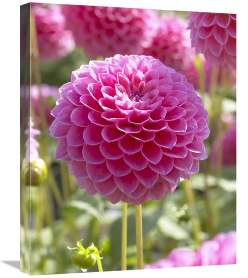 Global Gallery GCS-398369-2024-142 20 x 24 in. Dahlia Lindas Baby Vari