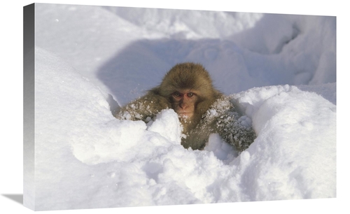 Global Gallery GCS-452433-1624-142 16 x 24 in. Japanese Macaque Baby P