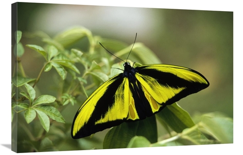 Global Gallery GCS-452344-2436-142 24 x 36 in. Goliath Birdwing Butter