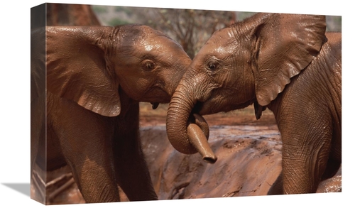 Global Gallery GCS-452963-1218-142 12 x 18 in. Orphans Natumi & Idle P