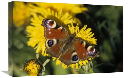 Global Gallery GCS-452405-1624-142 16 x 24 in. Peacock Butterfly on Da