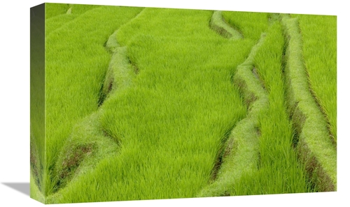 Global Gallery GCS-398085-1218-142 12 x 18 in. Terraced Rice Paddy,