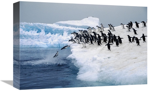 Global Gallery GCS-453441-1218-142 12 x 18 in. Adelie Penguins Leaping