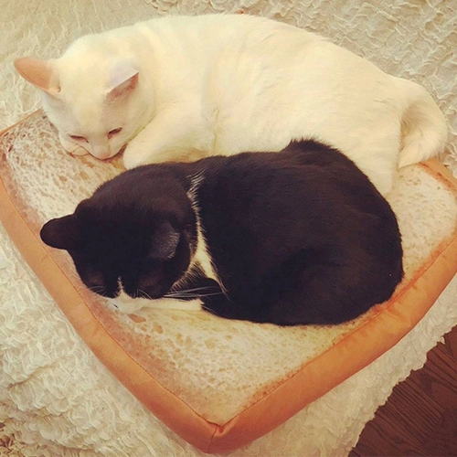 Bread Toast Cat Bed Mat Soft Fleece Puppy