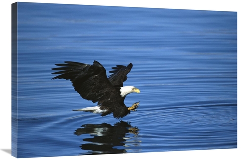 Global Gallery GCS-453294-2436-142 24 x 36 in. Bald Eagle Striking At 