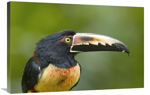 24 x 36 in. Collared Aracari, Costa Rica Art Print - Steve Gettle