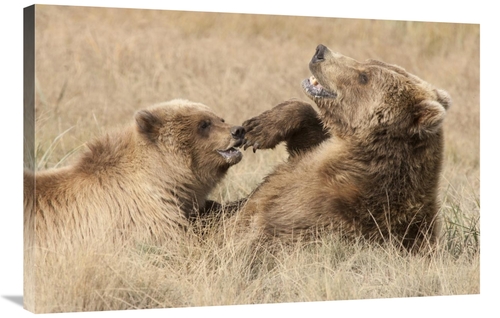 Global Gallery GCS-395447-2436-142 24 x 36 in. Grizzly Bear Mother & C