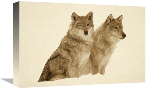 Global Gallery GCS-453685-1218-142 12 x 18 in. Timber Wolf Portrait of