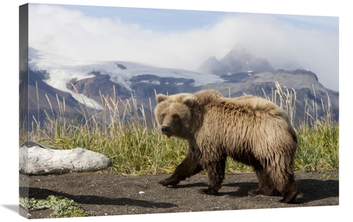 Global Gallery GCS-395419-2030-142 20 x 30 in. Grizzly Bear Yearling&#
