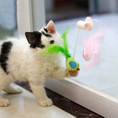 Cat Feather Teasing Toy Sucked On The Window Funny