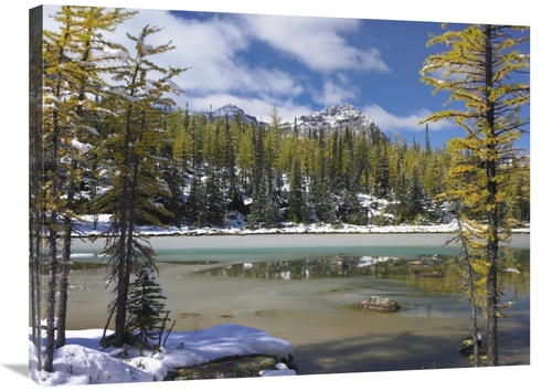 Global Gallery GCS-397087-2432-142 24 x 32 in. Boreal Forest in Light 