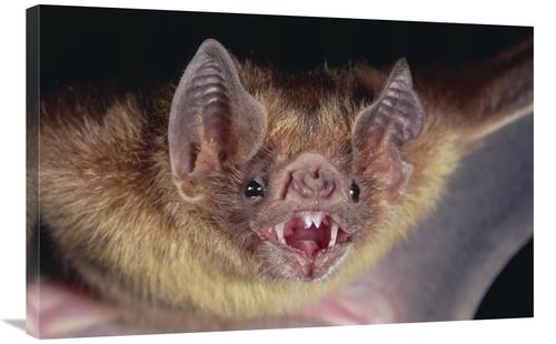 Global Gallery GCS-397232-2436-142 24 x 36 in. Vampire Bat Portrait&#4