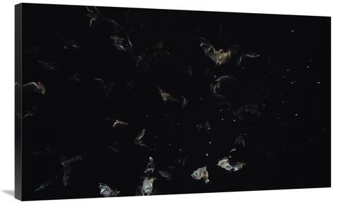 Global Gallery GCS-452519-40-142 40 in. Bats Flying Against Starry Nig