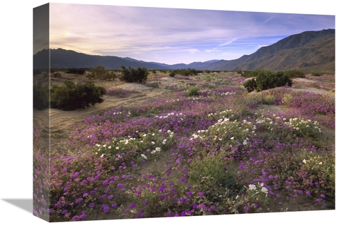 Global Gallery GCS-396959-1216-142 12 x 16 in. Sand Verbena & Primrose