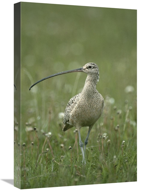 Global Gallery GCS-451855-1624-142 16 x 24 in. Long-Billed Curlew Walk