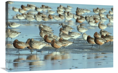 Global Gallery GCS-395577-2436-142 24 x 36 in. Black-Tailed Godwit Flo