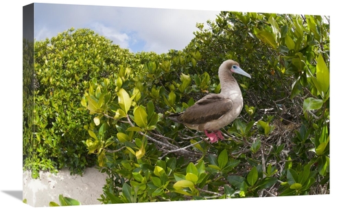 Global Gallery GCS-395641-1624-142 16 x 24 in. Red-Footed Booby Perchi