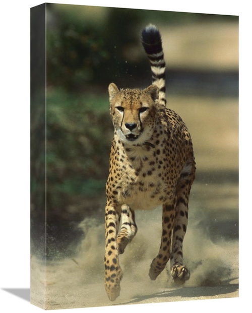 Global Gallery GCS-450845-1218-142 12 x 18 in. Cheetah Running, Na