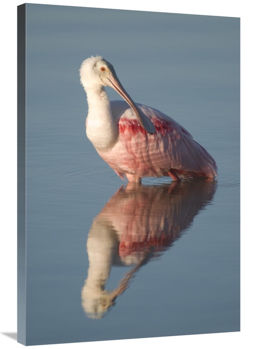 Global Gallery GCS-397326-2436-142 24 x 36 in. Roseate Spoonbill, 