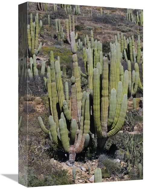 Global Gallery GCS-397720-1218-142 12 x 18 in. Cardon Cacti, Santa
