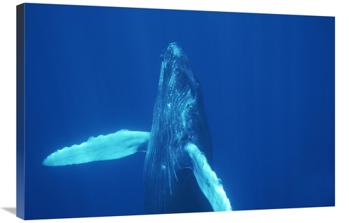 Global Gallery GCS-451035-2436-142 24 x 36 in. Humpback Whale Curious 