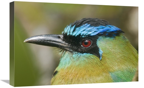 Global Gallery GCS-397272-1624-142 16 x 24 in. Blue-Crowned Motmot,