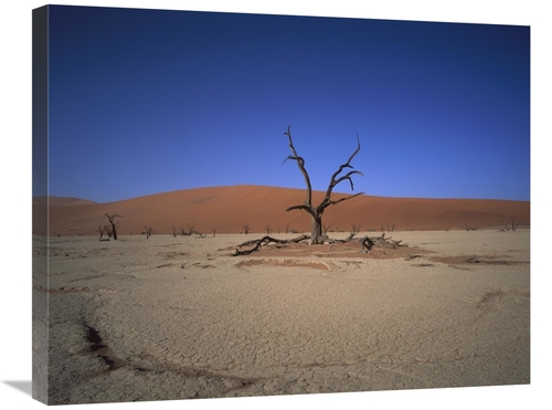 Global Gallery GCS-395770-2228-142 22 x 28 in. Camelthorn Snag on Dese