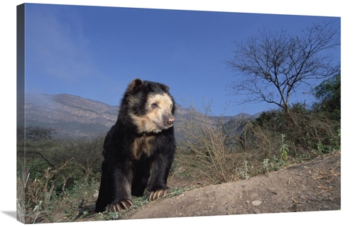 Global Gallery GCS-451506-2436-142 24 x 36 in. Spectacled Bear in Dry 