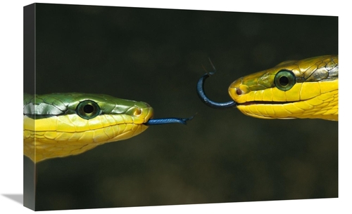 Global Gallery GCS-397507-1624-142 16 x 24 in. Colubrid Snake Two Maki