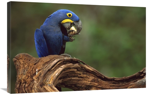 Global Gallery GCS-453120-2436-142 24 x 36 in. Hyacinth Macaw Eating P