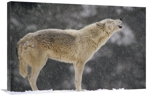 Global Gallery GCS-452729-2436-142 24 x 36 in. Timber Wolf Female Howl