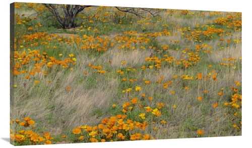 Global Gallery GCS-396282-44-142 44 in. California Poppy Meadow with G