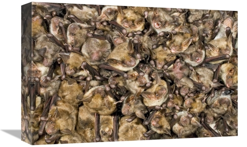 Global Gallery GCS-395297-1218-142 12 x 18 in. Greater Mouse-Eared Bat