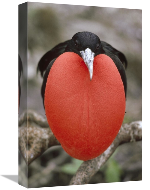 Global Gallery GCS-451152-1218-142 12 x 18 in. Great Frigatebird Male 