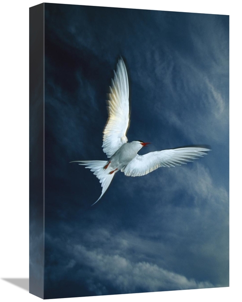 Global Gallery GCS-451913-1218-142 12 x 18 in. Arctic Tern Flying,