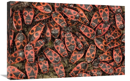 Global Gallery GCS-395349-2030-142 20 x 30 in. Fire Bug Mass Mating&#4