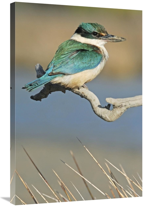 24 x 36 in. Sacred Kingfisher, Avon Heathcote Estuary, Christc