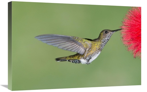 Global Gallery GCS-397420-2030-142 20 x 30 in. White-Necked Jacobin Hu